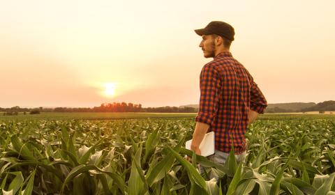 Farmer standing in agricultural field